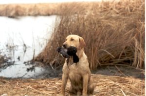 Gog Waterfowl Hunting