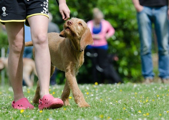 BEHAVIOR TRAINING FOR DOGS