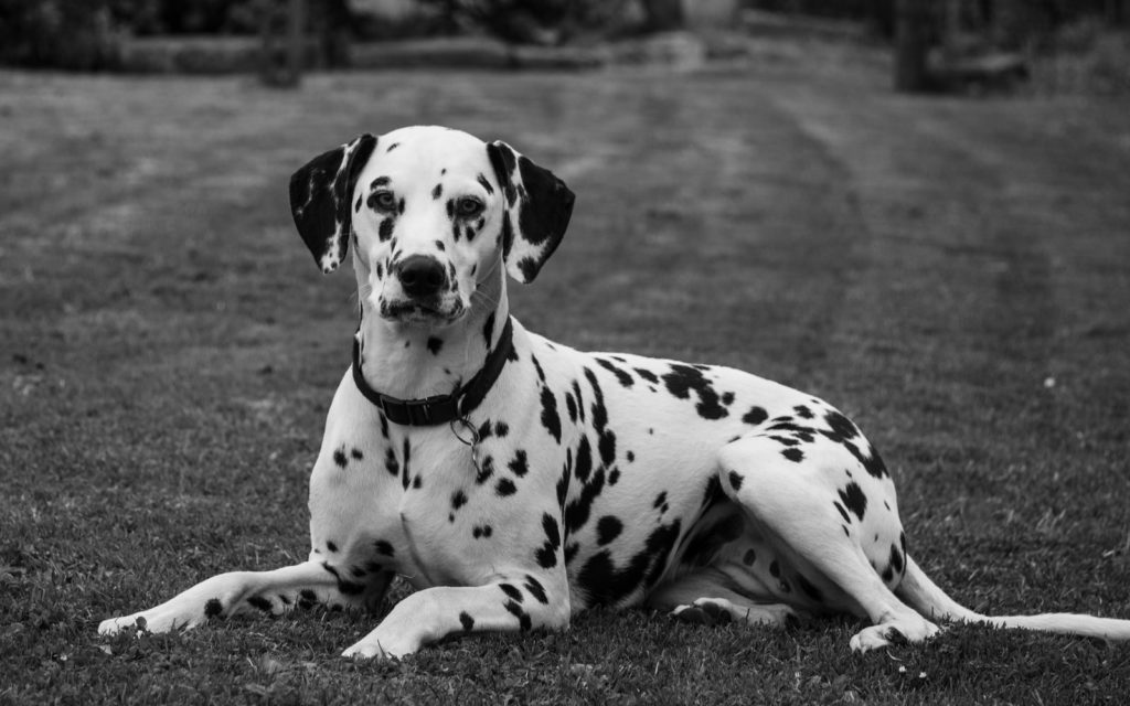 Dalmatian