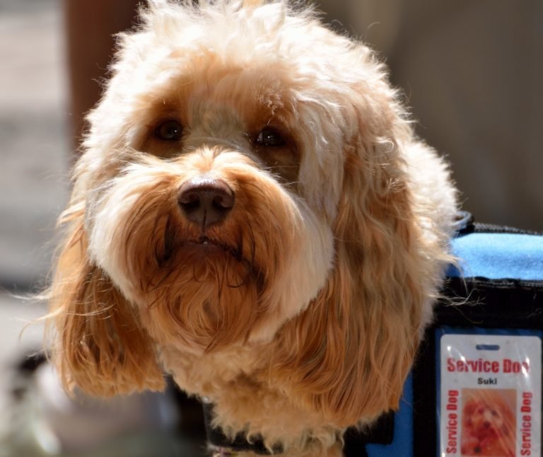 9 Types Of Helper Dog And What They Do – Dog Whispers